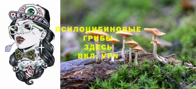 Псилоцибиновые грибы Psilocybe  Красный Сулин 